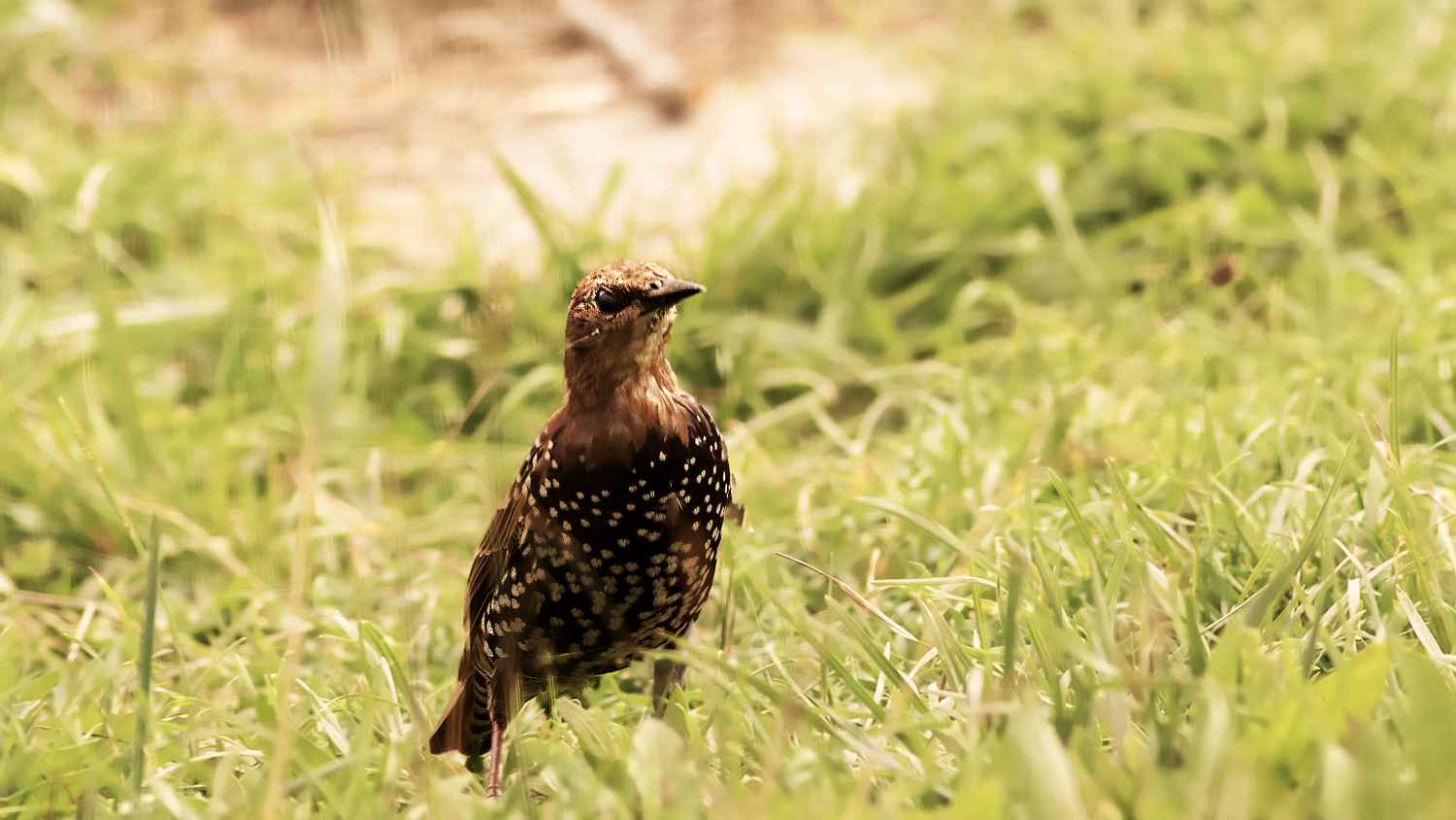 European Starling